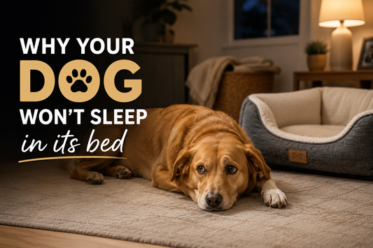 Dog bed comfort guide showing furniture-style pet bed tips for better sleep